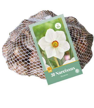 30 NARCISSUS RECURVUS 10/12 30 NARCISSUS RECURVUS 10/12