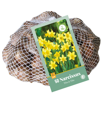 NARCISSUS TETE-A-TETE 10/11 50 st NARCISSUS TETE-A-TETE 10/11 50 st