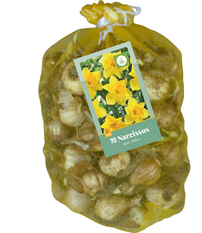NARCISSUS GEEL 10/12 70 st NARCISSUS GEEL 10/12 70 st