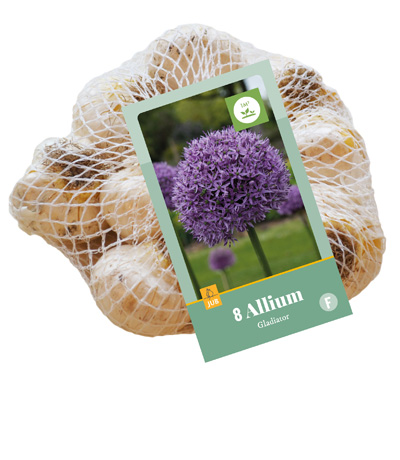 ALLIUM GLADIATOR 16/18 8 st ALLIUM GLADIATOR 16/18 8 st