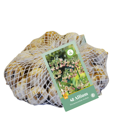 ALLIUM NECTAROSCORDUM SICULUM 10/12  40 st