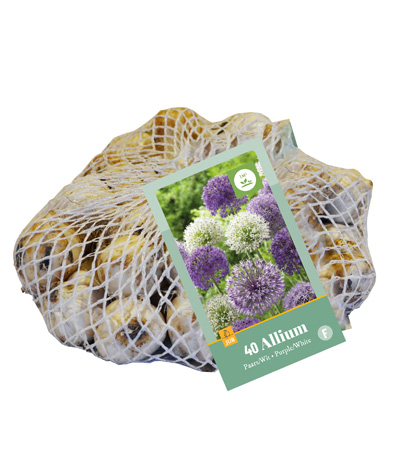 ALLIUM PAARS - WIT 10/12 40 st ALLIUM PAARS - WIT 10/12 40 st