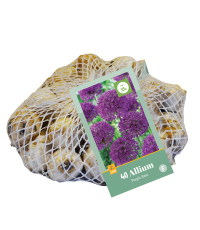 ALLIUM PURPLE RAIN 10/12 40 st ALLIUM PURPLE RAIN 10/12 40 st