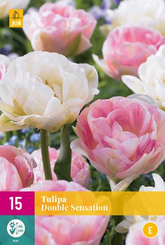 TULIPA DOUBLE SENSATION 11/12 15 st TULIPA DOUBLE SENSATION 11/12 15 st
