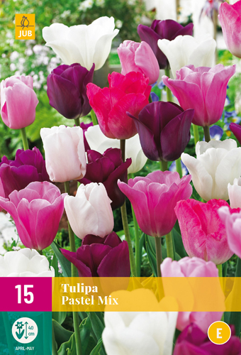 TULIPA PASTEL MI11/12 15 st TULIPA PASTEL MI11/12 15 st