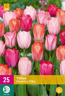 TULIPA POSITIVE VIBE 11/12 25 st TULIPA POSITIVE VIBE 11/12 25 st