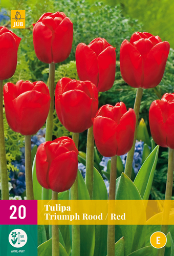 TULIPA TRIUMPH ROOD 11/12 20 st TULIPA TRIUMPH ROOD 11/12 20 st