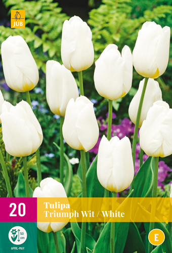 TULIPA TRIUMPH WIT 11/12 20 st TULIPA TRIUMPH WIT 11/12 20 st
