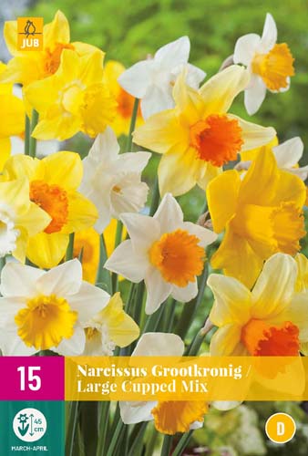 NARCISSUS GROOTKRONIG MI12/14 15 st NARCISSUS GROOTKRONIG MI12/14 15 st