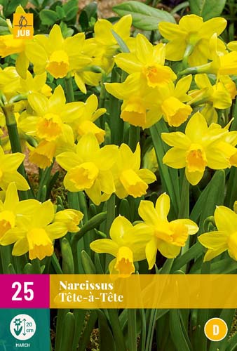 NARCISSUS TETE-A-TETE 10/11 25 st NARCISSUS TETE-A-TETE 10/11 25 st