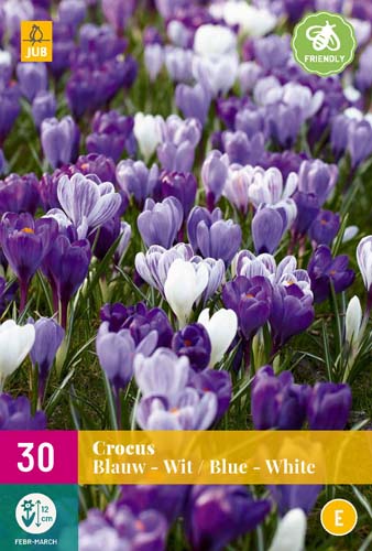 CROCUS BLAUW - WIT 7/8 30 st CROCUS BLAUW - WIT 7/8 30 st