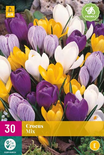 CROCUS GROOTBLOEMIG MIX 7/8 30 st CROCUS GROOTBLOEMIG MIX 7/8 30 st