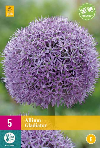 ALLIUM GLADIATOR 16/18 5 st ALLIUM GLADIATOR 16/18 5 st