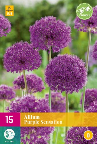 ALLIUM PURPLE SENSATION 10/12 15 st. ALLIUM PURPLE SENSATION 10/12 15 st.
