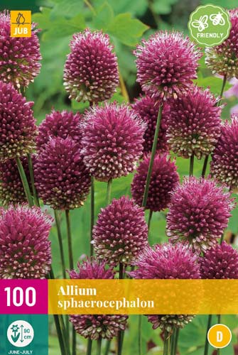 ALLIUM SPHAEROCEPHALON 5/6   100 st