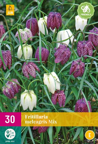 FRITILLARIA MELEAGRIS MIX 6/7 30 st. FRITILLARIA MELEAGRIS MIX 6/7 30 st.