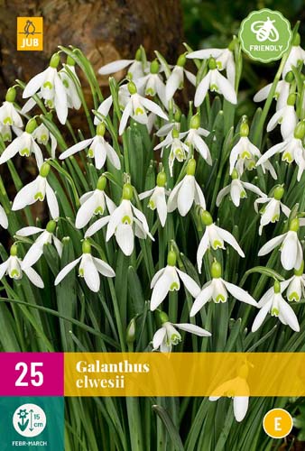 GALANTHUS ELWESII 5/6 25 st GALANTHUS ELWESII 5/6 25 st