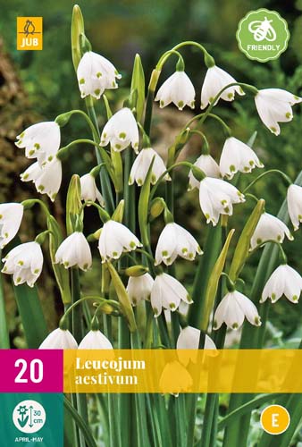 LEUCOJUM AESTIVUM 8/9 20 st LEUCOJUM AESTIVUM 8/9 20 st