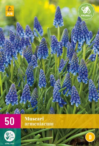 MUSCARI ARMENIACUM 8/9 50 st. MUSCARI ARMENIACUM 8/9 50 st.