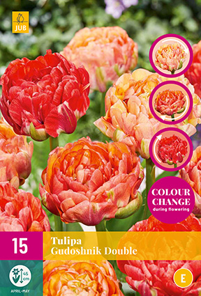 TULIPA GUDOSHNIK DOUBLE 11/12 15 st TULIPA GUDOSHNIK DOUBLE 11/12 15 st