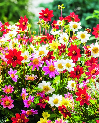 TAS MET 5 DAHLIA TOPMIX MIX I TAS MET 5 DAHLIA TOPMIX MIX I