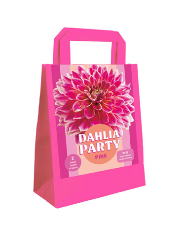 X 1 TAS 2 DAHLIA PARTY PINK I