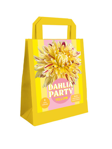 X 1 TAS 2 DAHLIA PARTY YELLOW I