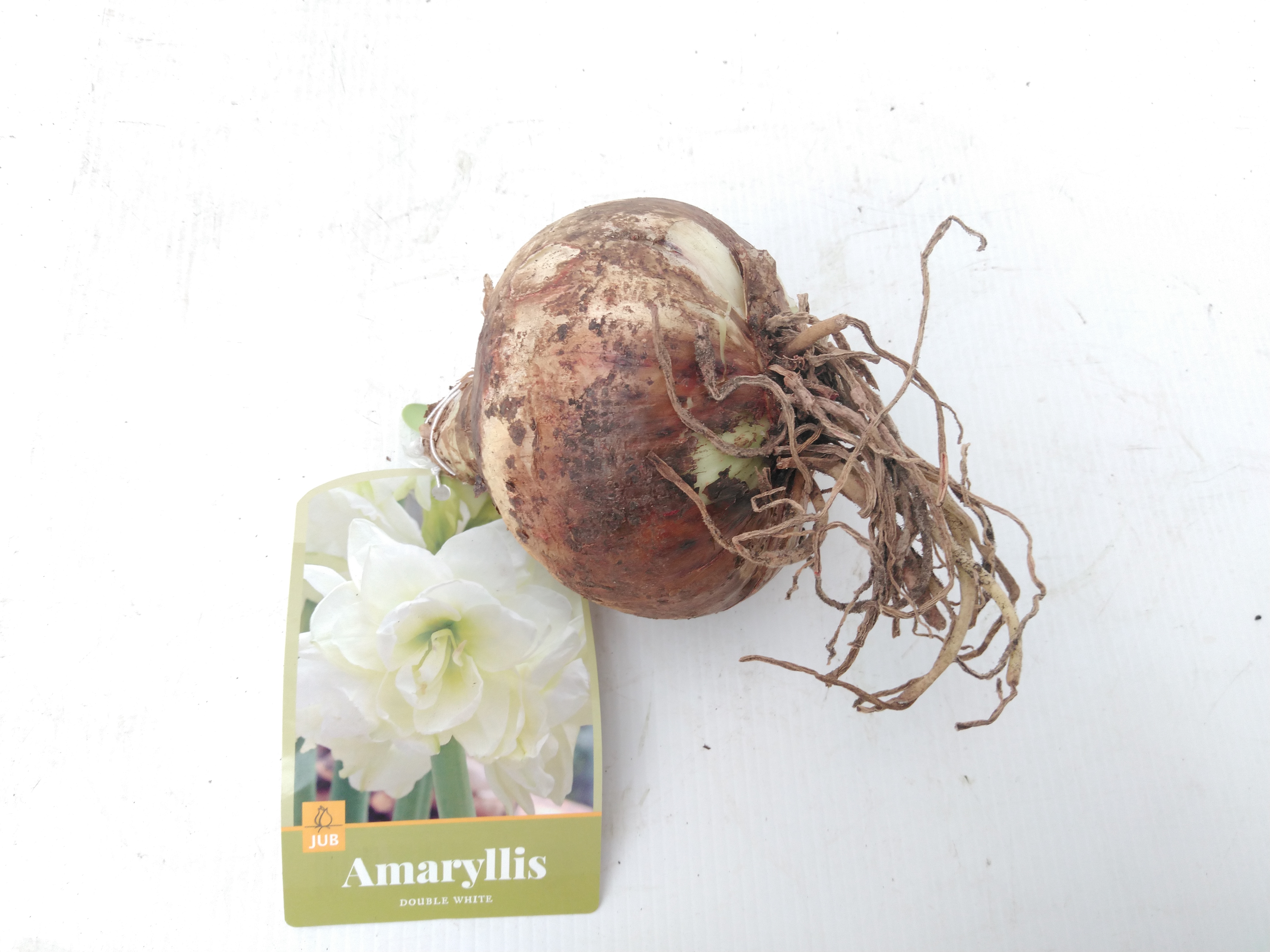 Amaryllis Dubbel wit / Double Wit / 1 St. Amaryllis Dubbel wit / Double Wit / 1 St.