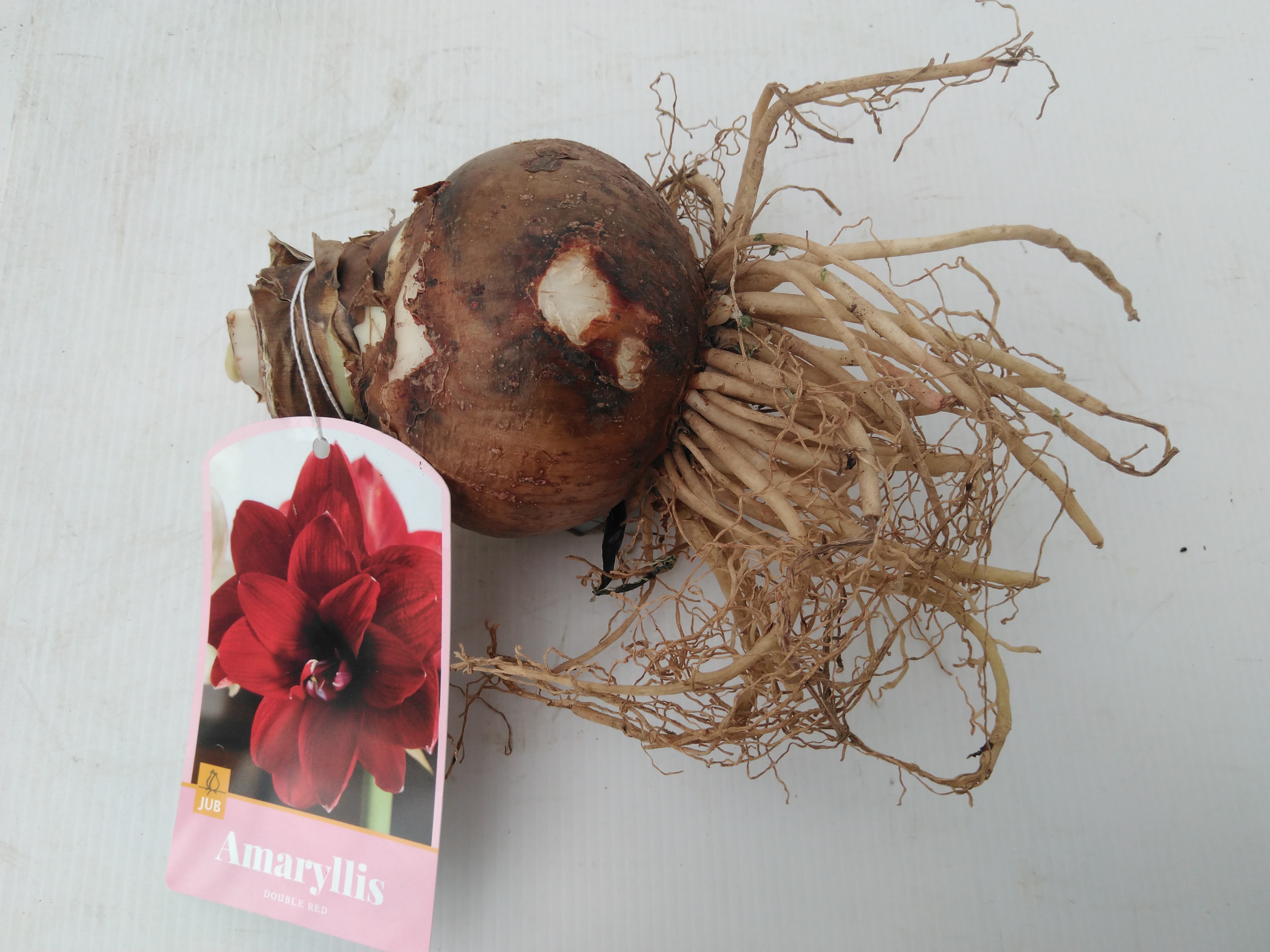 Amaryllis Dubbel rood / Double Rood / 1 St.