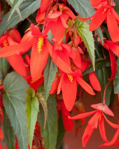 BEGONIA SANTA CRUZ INCL. LABEL 24/28
