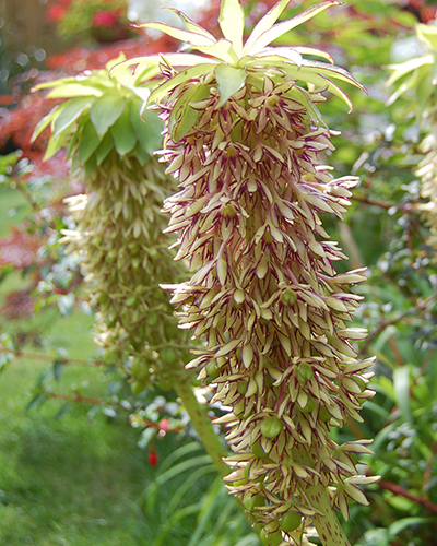 EUCOMIS COMOSA INCL. LABEL 30/+