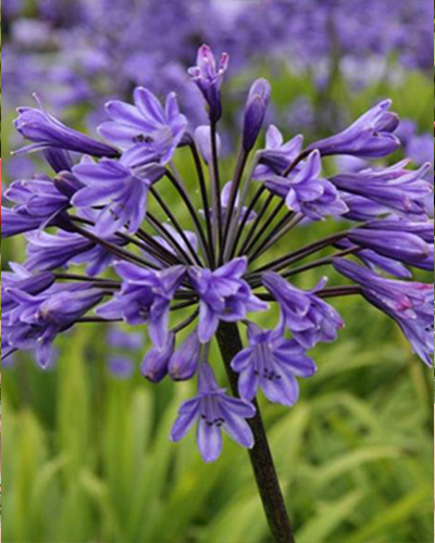X 20 AGAPANTHUS BLAUW INCL. LABEL TOP