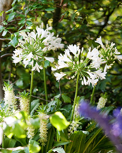 X 20 AGAPANTHUS WIT INCL. LABEL TOP