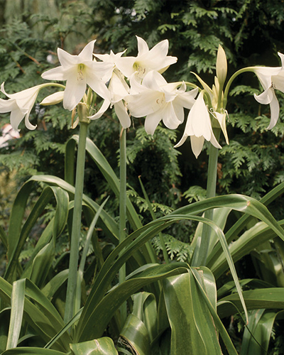 CRINUM POWELLII ALBUM INCL. LABEL 30/+