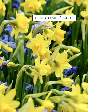 Narcissus Tëte à Tëte  geel/jaune
