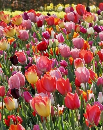 TULIPA TRIUMPH MIX  100 ST.
