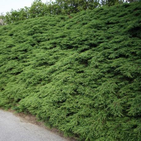 Juniperus comm. 'Repanda' Juniperus comm. 'Repanda'