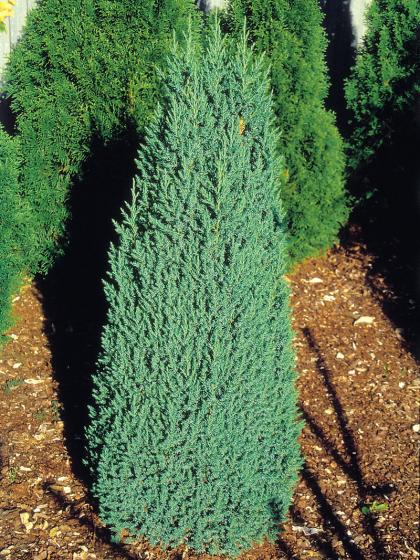 Juniperus chin. 'Stricta' Juniperus chin. 'Stricta'