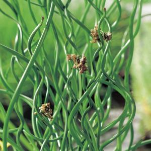Juncus effusus 'Spiralis' Juncus effusus 'Spiralis'
