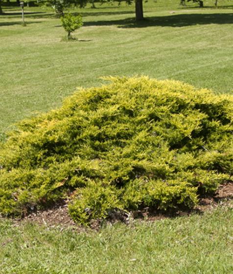 Juniperus pf. 'Old Gold' Juniperus pf. 'Old Gold'