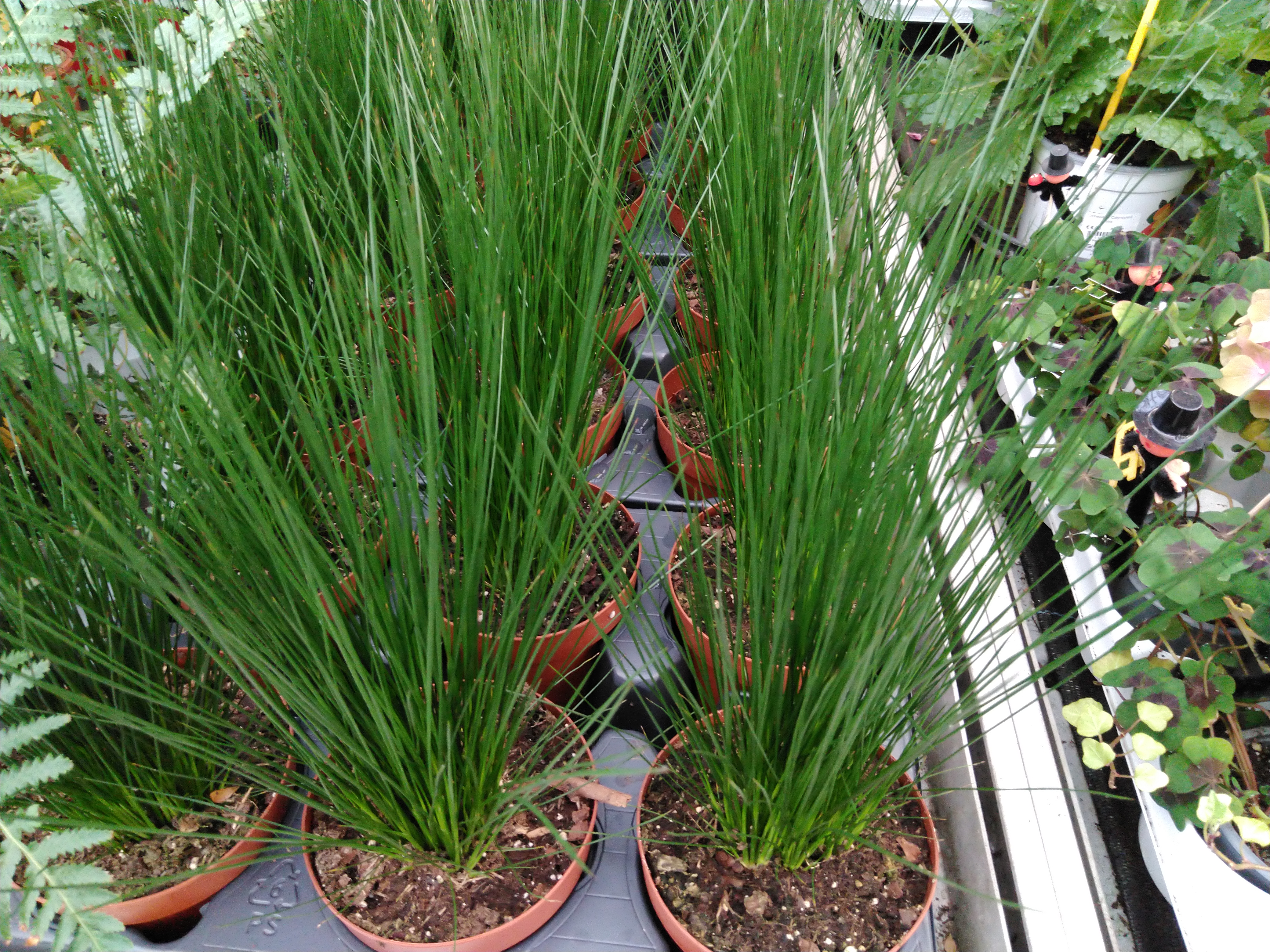 Juncus 'Pencil Grass'