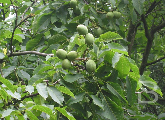 Juglans regia 'Broadview' F