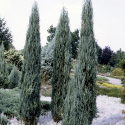 Juniperus scopulorum 'Blue Arrow'