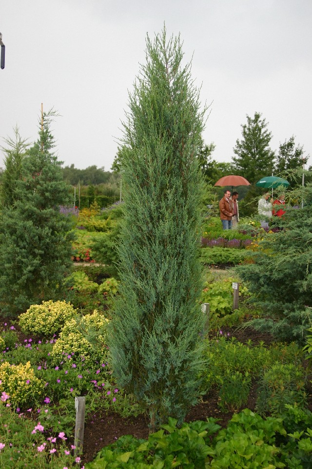 Juniperus scopulorum 'Blue Arrow'