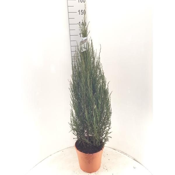 Juniperus scopulorum 'Blue Arrow'