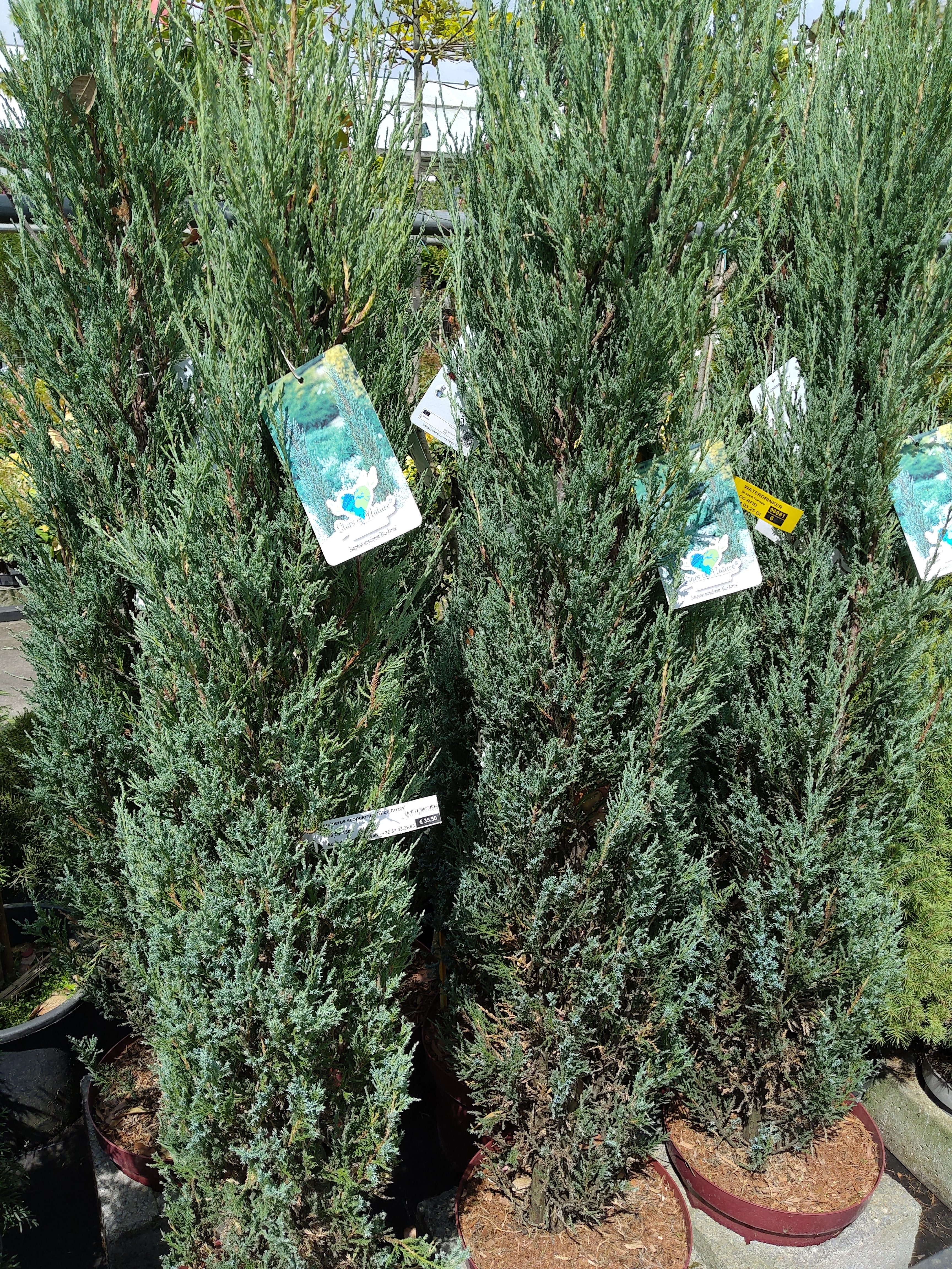 Juniperus scopulorum 'Blue Arrow'