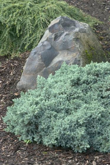 Juniperus squamata 'Blue Star' Juniperus squamata 'Blue Star'