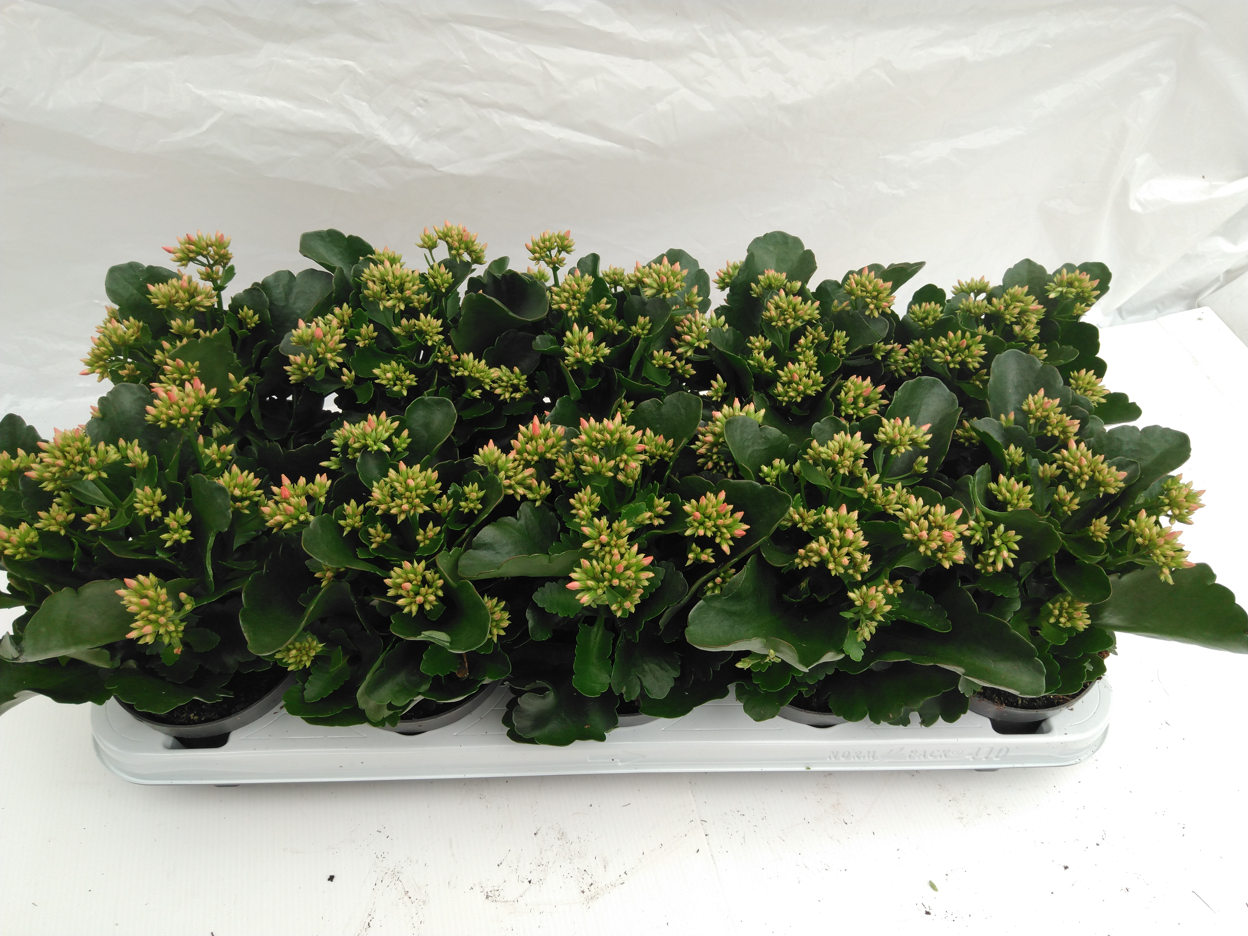 Kalanchoe blos. 'Acheron'  orange