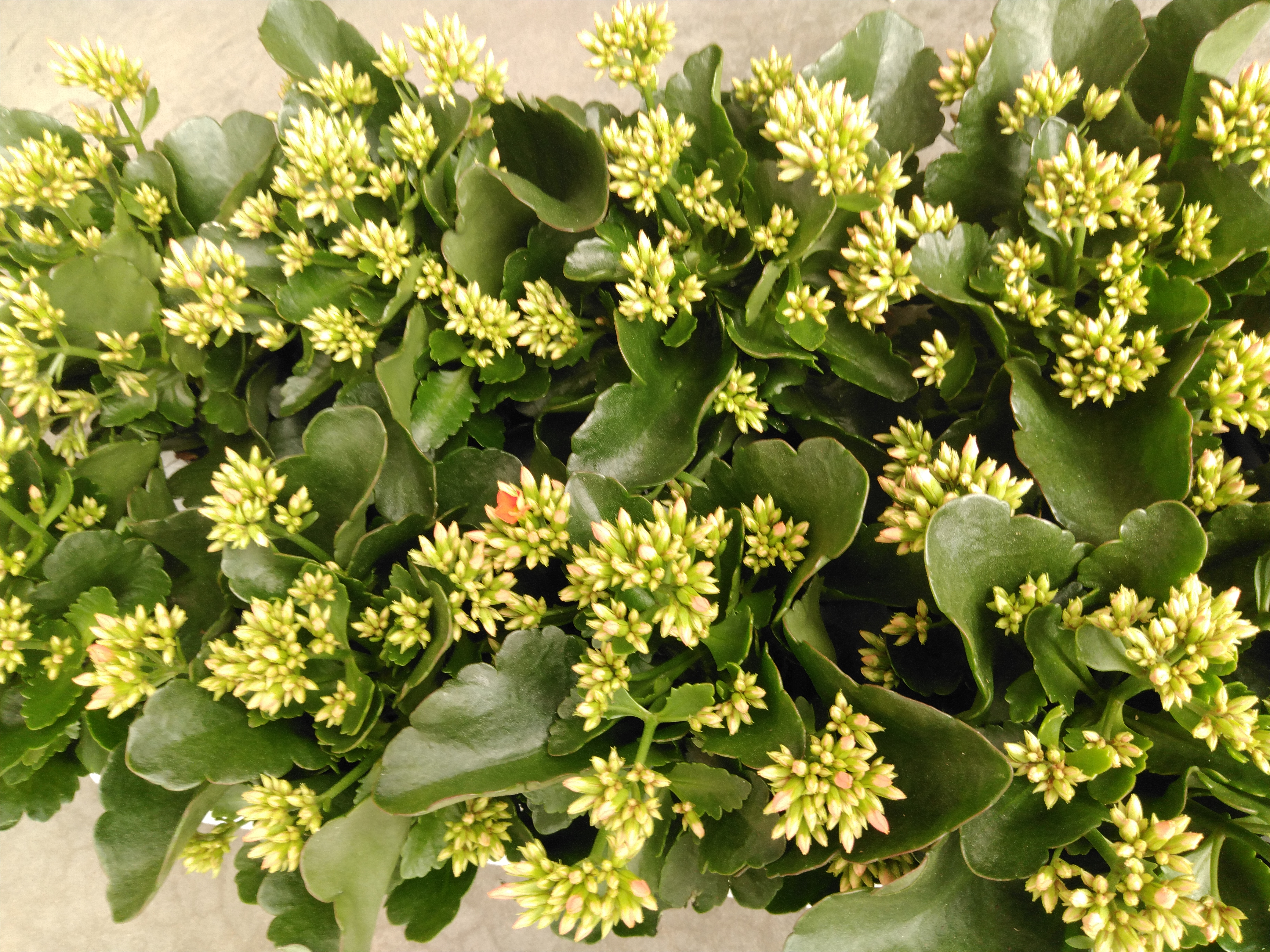 Kalanchoe blos. 'Acheron'  orange
