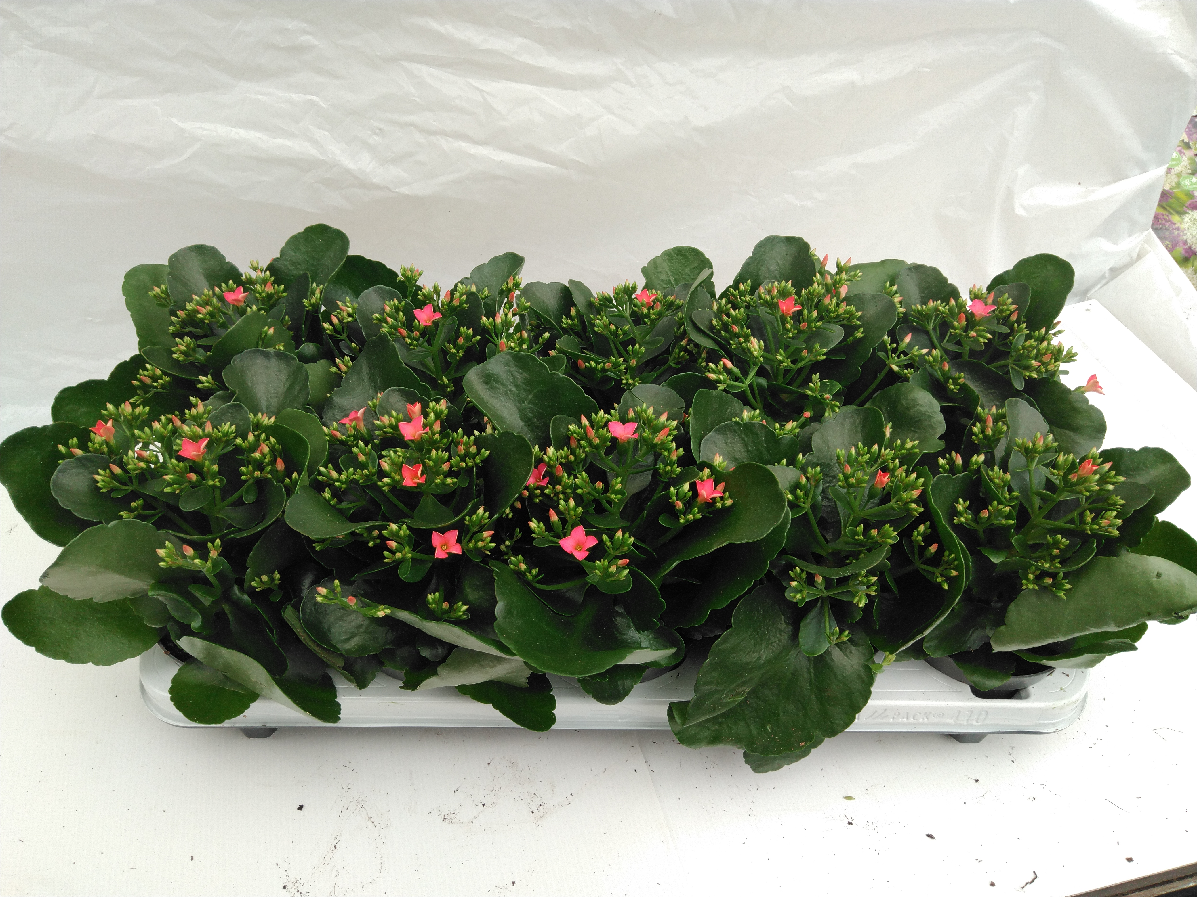 Kalanchoe blos. 'Favor Bella Rosa'  pink